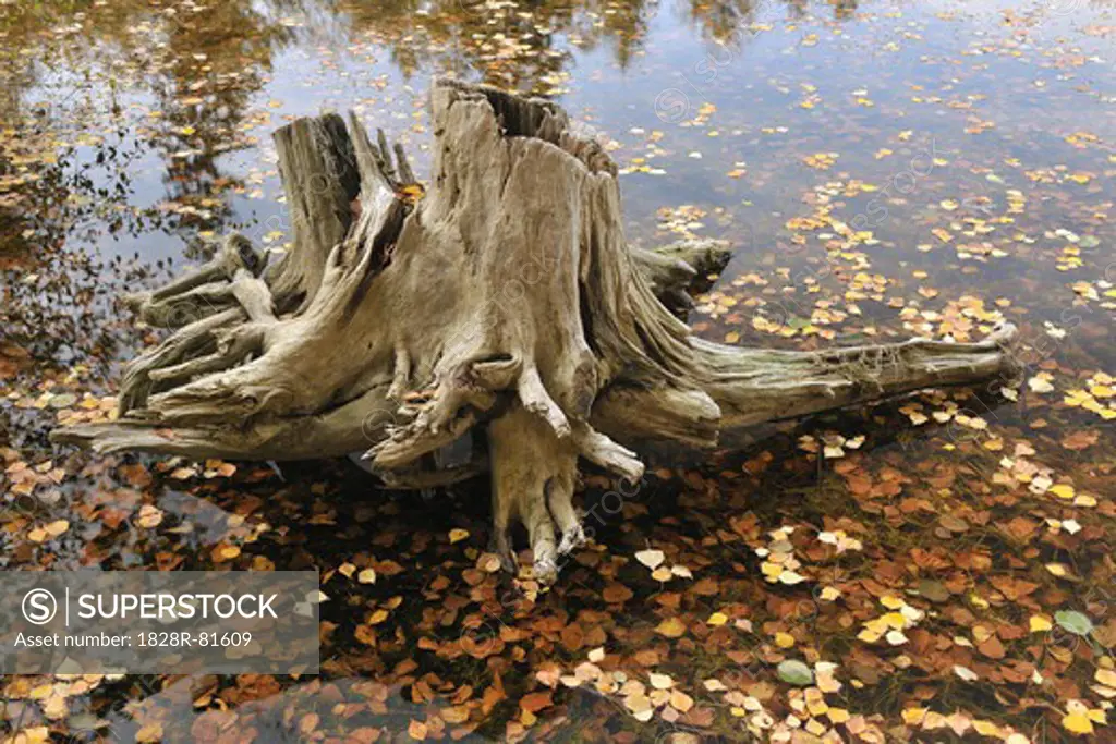 Tree Root in Lake, Floersbachtal, Main-Kinzig-Kreis, Darmstadt Region, Hesse, Spessart, Germany