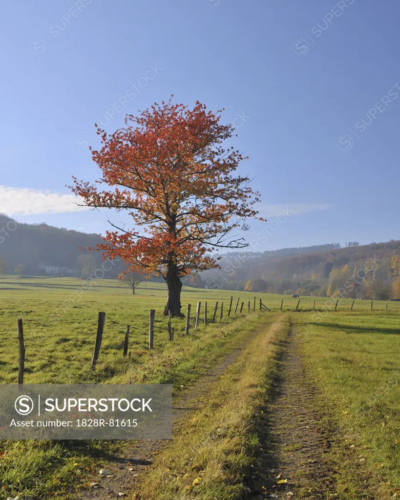 Cherry Tree, Ehrenberg, Fulda District, Kassel Region, Hessem Rhoen Mountains, Germany