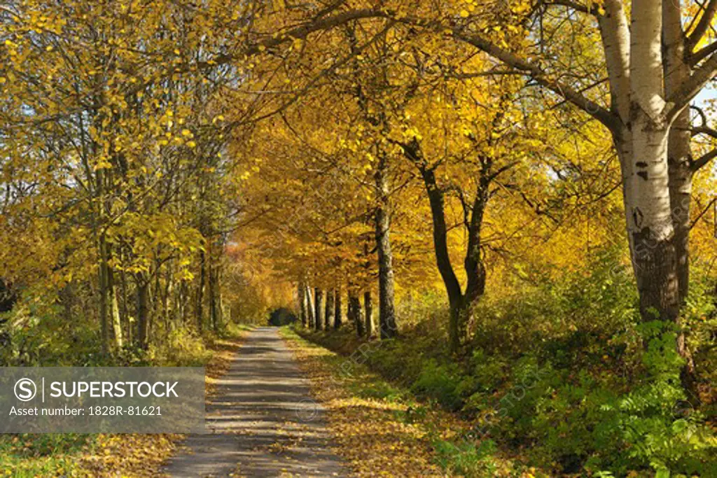 Path, Cottonwood Trees, Lindenfels, Bergstrasse District, Odenwald, Hesse, Germany