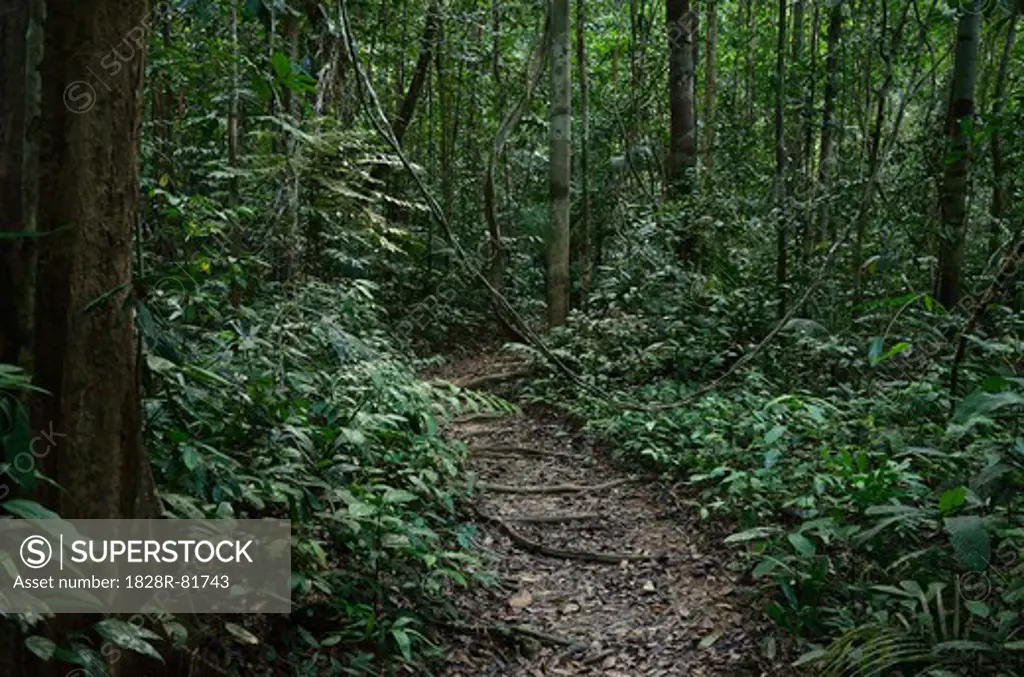 Path, Taman Negara National Park, Pahang, Malaysia
