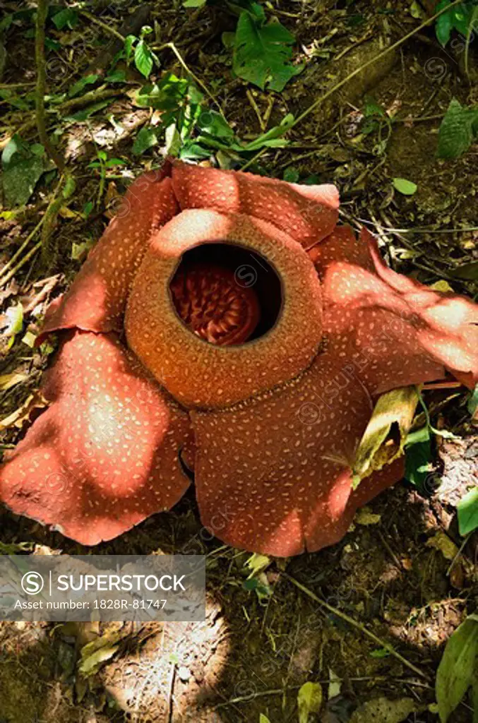 Rafflesia Flower, Cameron Highlands, Perak, Malaysia, Asia