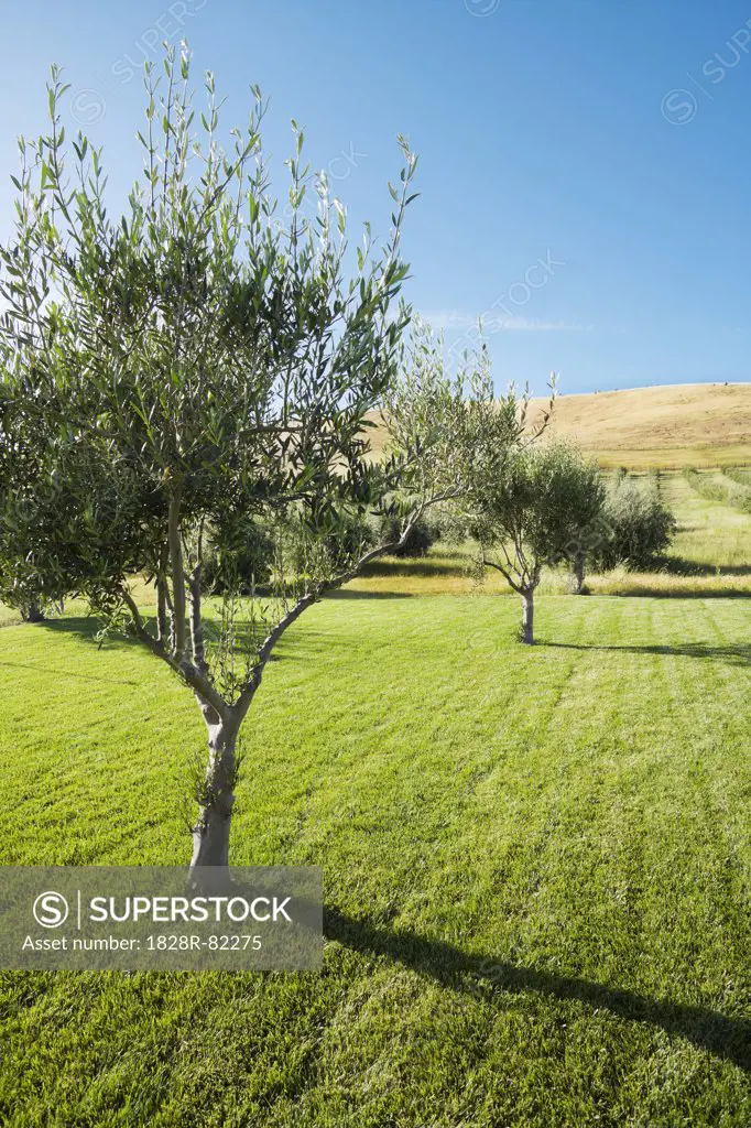 Olive Trees, Livermore, Alameda County, California, USA