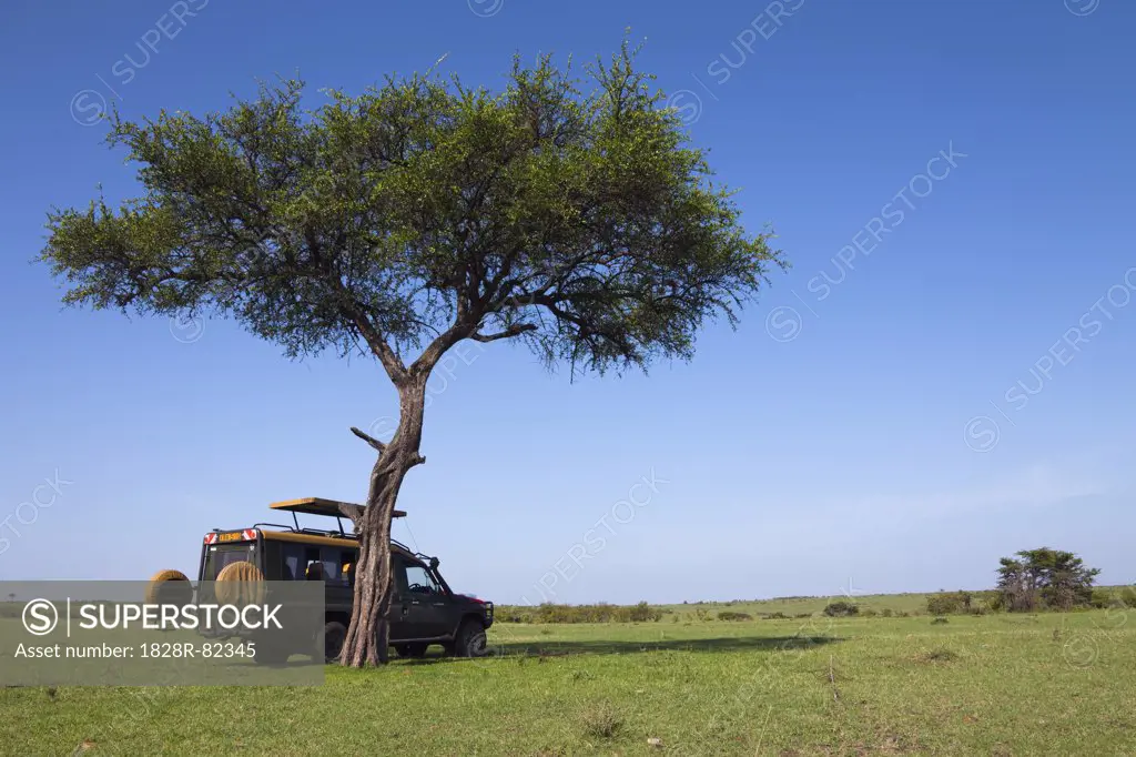 Safari Vehicle by Acacia Tree, Masai Mara National Reserve, Kenya