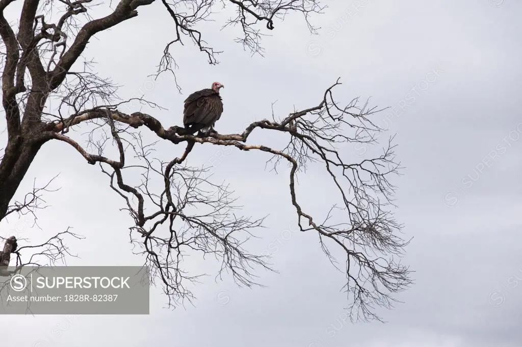 Hooded Vulture on Tree Branch, Masai Mara National Reserve, Kenya