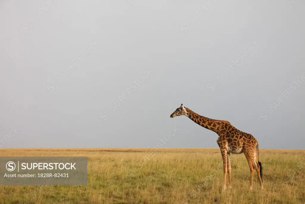 Masai Giraffe, Masai Mara National Reserve, Kenya