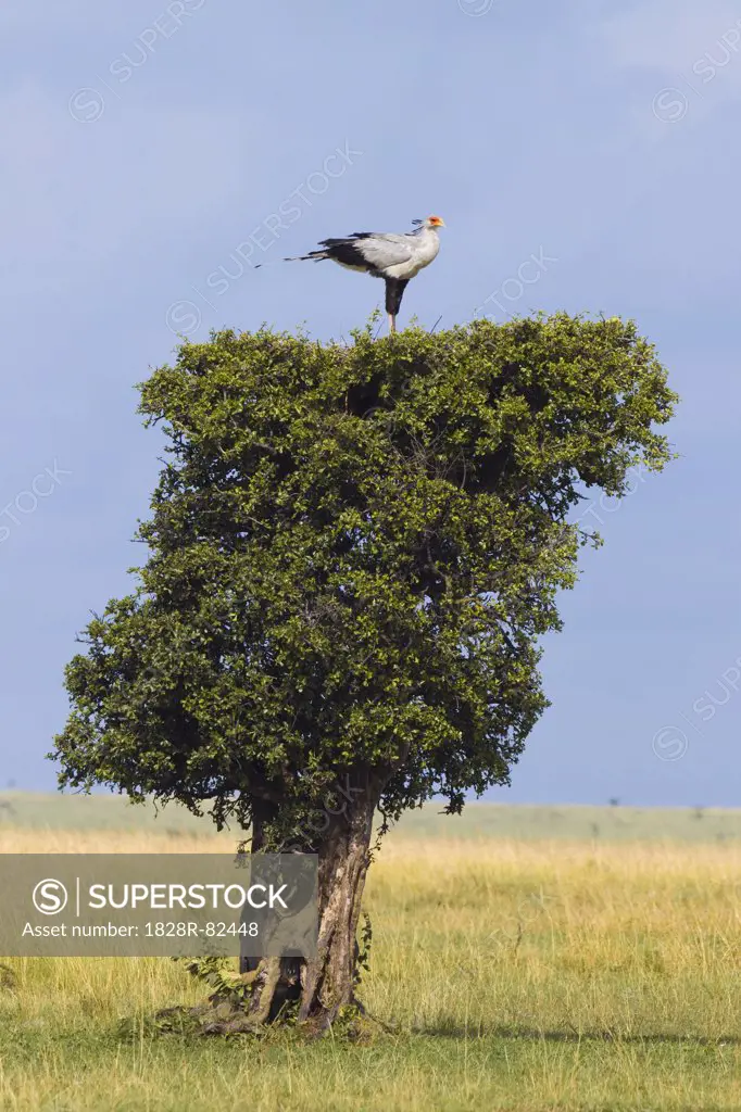 Secretary Bird Nesting on Treetop, Masai Mara National Reserve, Kenya