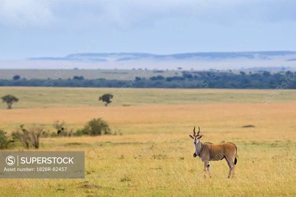 Common Eland, Masai Mara National Reserve, Kenya