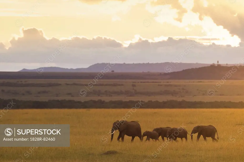 African Bush Elephants, Masai Mara National Reserve, Kenya