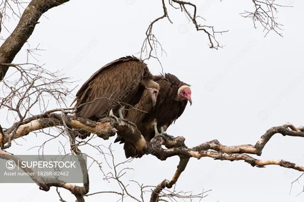 Hooded Vultures on Tree Branch, Masai Mara National Reserve, Kenya
