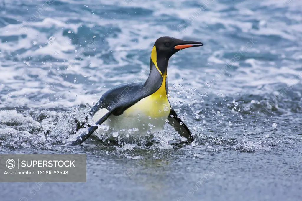 King Penguin leaving Water, Gold Harbour, South Georgia Island, Antarctica