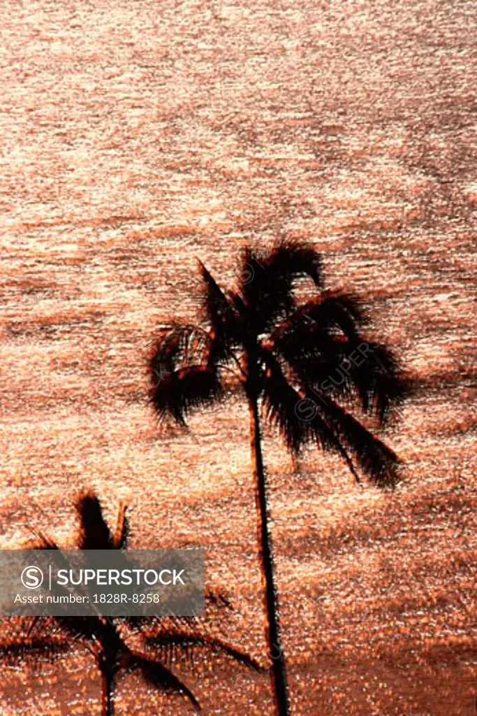 Palm Trees & Ocean, Hawaii, USA   
