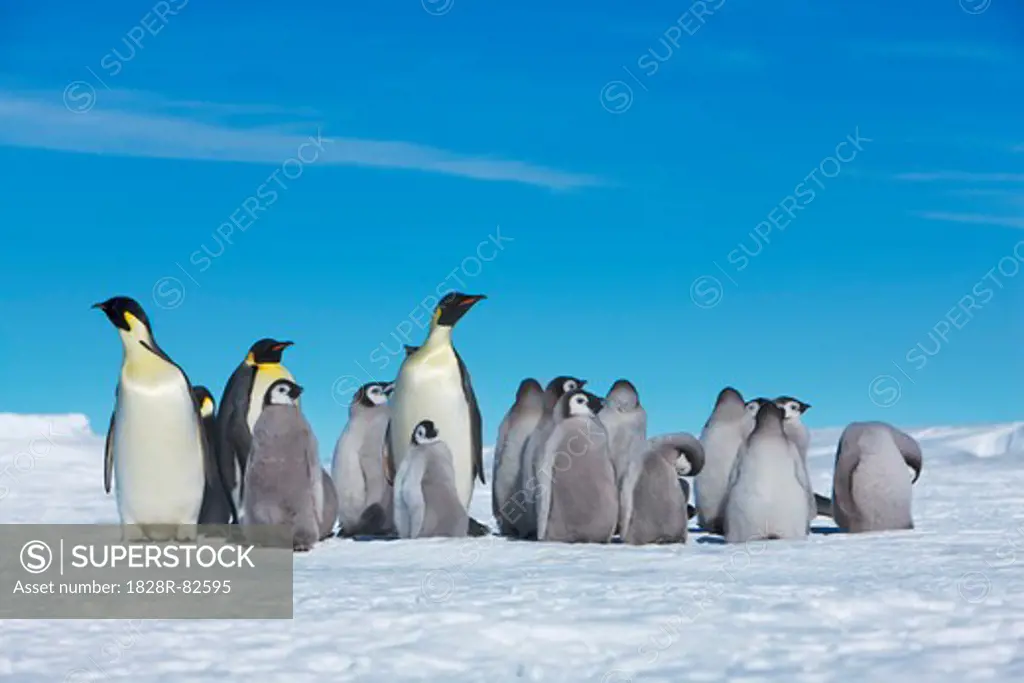 Emperor Penguins with Chicks, Atka Bay, Weddell Sea, Antarctica