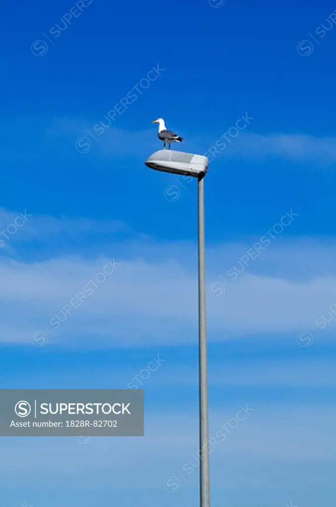 Seagull Perched on Light Post