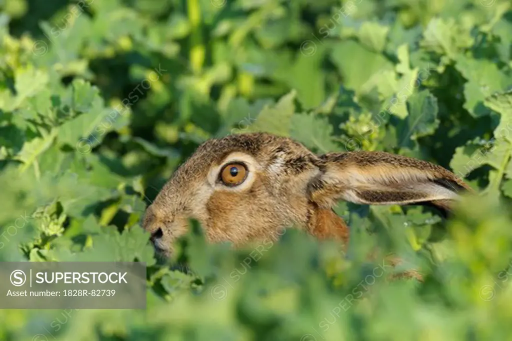European Brown Hare, Hesse, Germany