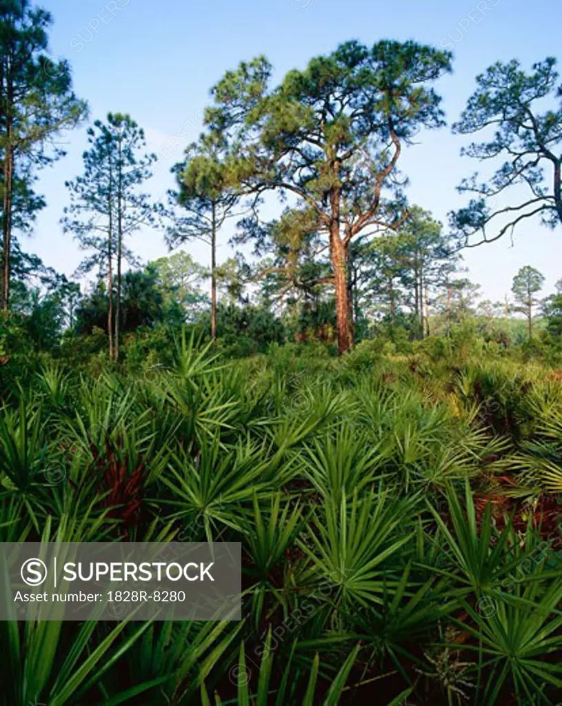 Florida Everglades, Corkscrew Swamp Sanctuary, Florida, USA   