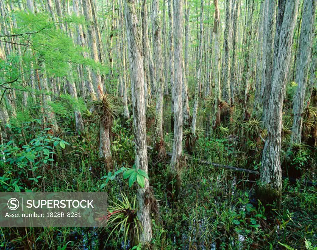 Cypress Trees and Bromeliads, Corkscrew Swamp Sanctuary, Florida Everglades, USA   
