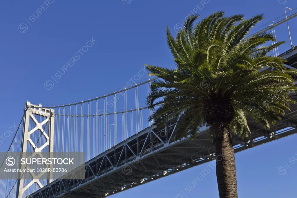Bay Bridge and Palm Tree, San Francisco, California, USA
