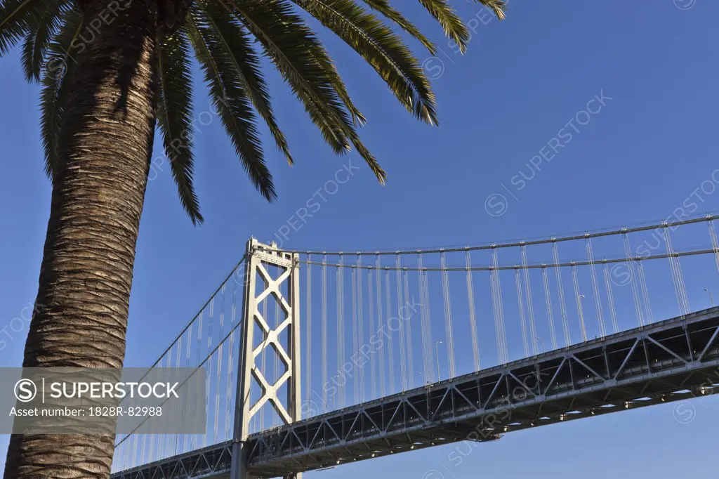 Bay Bridge with Palm Tree, Embaracdero, San Francisco, California, USA