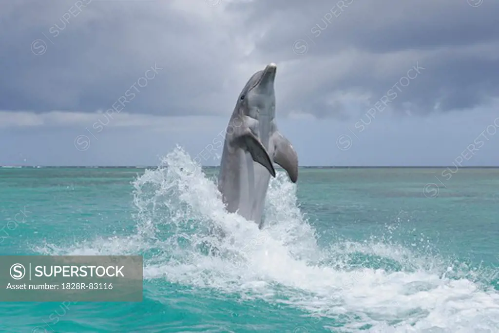 Common Bottlenose Dolphin in Sea, Roatan, Bay Islands, Honduras