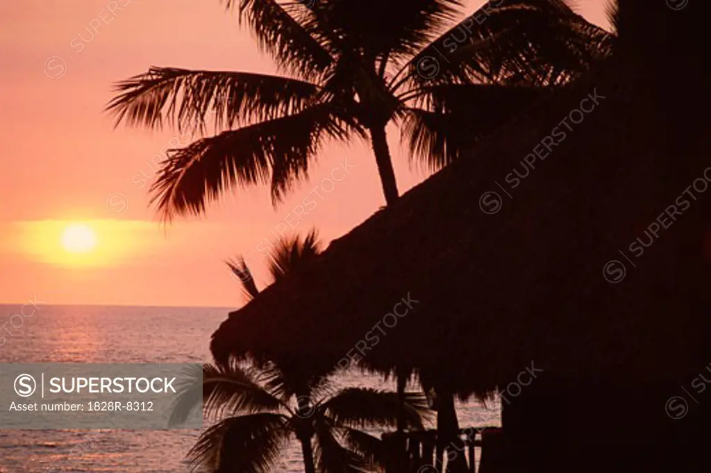 Palm Trees at sunset, Puerto Vallarta, Mexico   