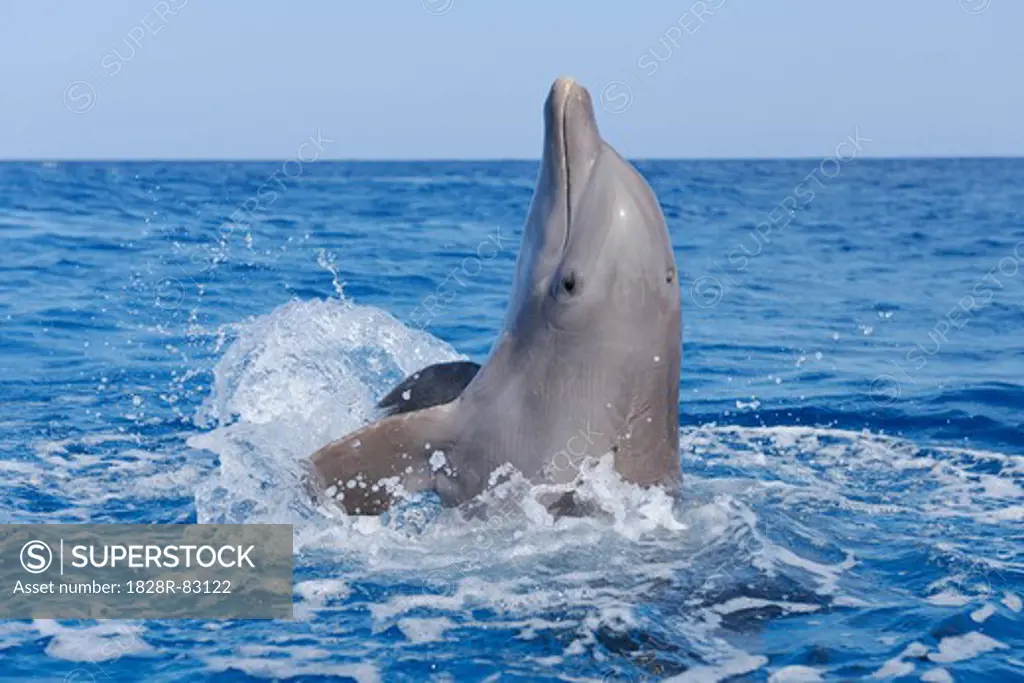 Common Bottlenose Dolphin in Caribbean Sea, Roatan, Bay Islands, Honduras