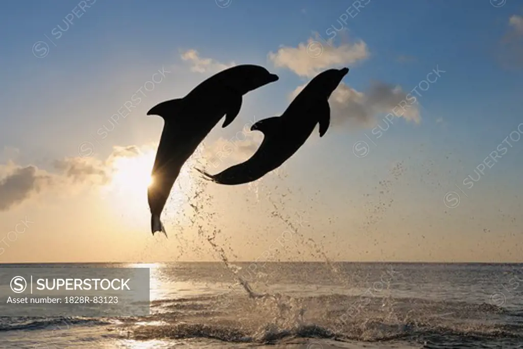 Common Bottlenose Dolphins Jumping in Sea at Sunset, Roatan, Bay Islands, Honduras