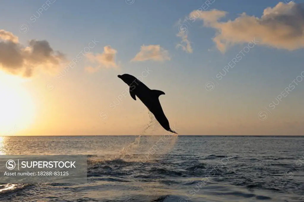 Common Bottlenose Dolphin Jumping in Sea at Sunset, Roatan, Bay Islands, Honduras