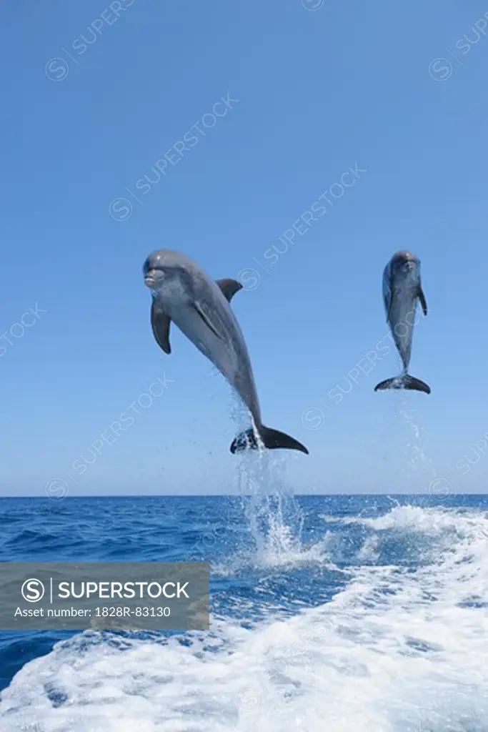 Common Bottlenose Dolphins Jumping in Sea, Roatan, Bay Islands, Honduras
