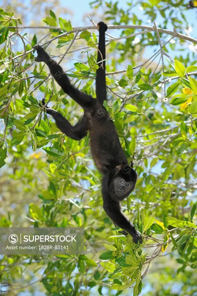 Black Howler Monkey, Roatan, Bay Islands, Honduras