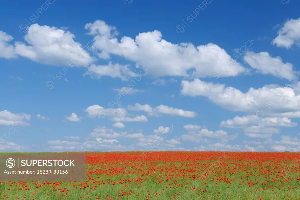 Canola Field with Poppies, Franconia, Bavaria, Germany