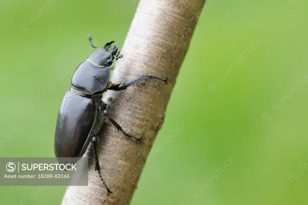 Female Lucanus Cervus Stag Beetle on Branch, Franconia, Bavaria, Germany