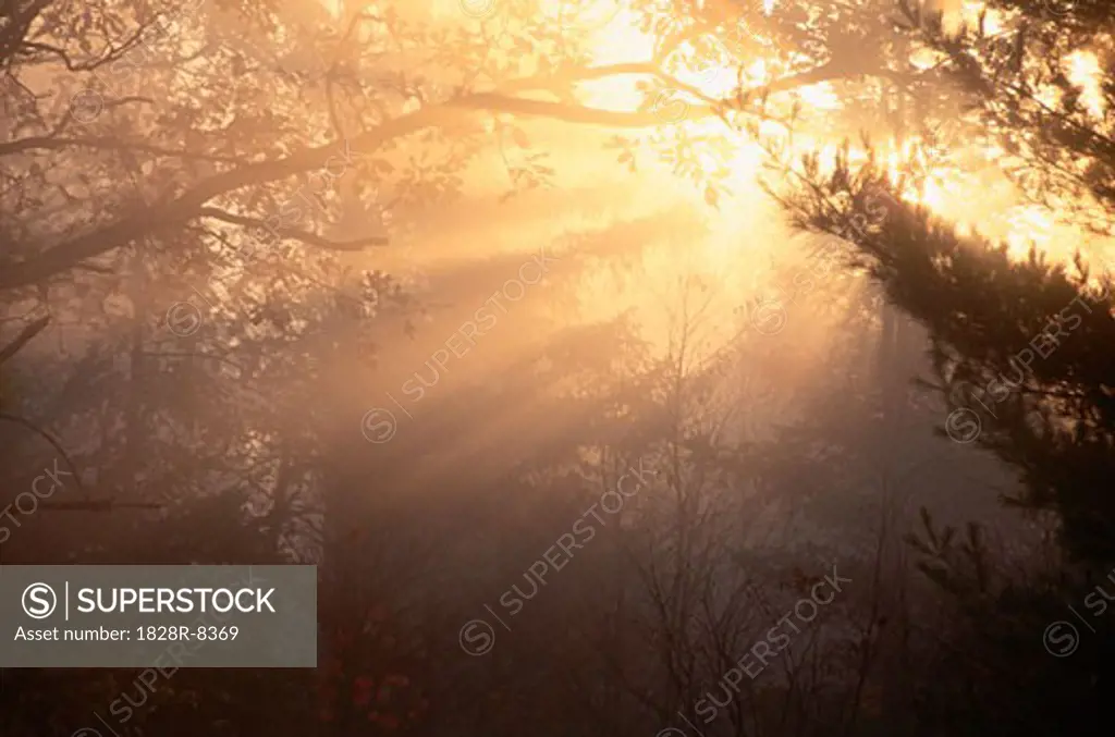 Sun Through Trees and Early Morning Mist, Ontario, Canada   