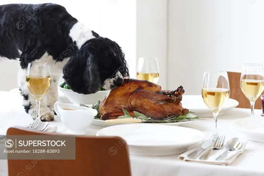 Cocker Spaniel Eating Turkey on Table