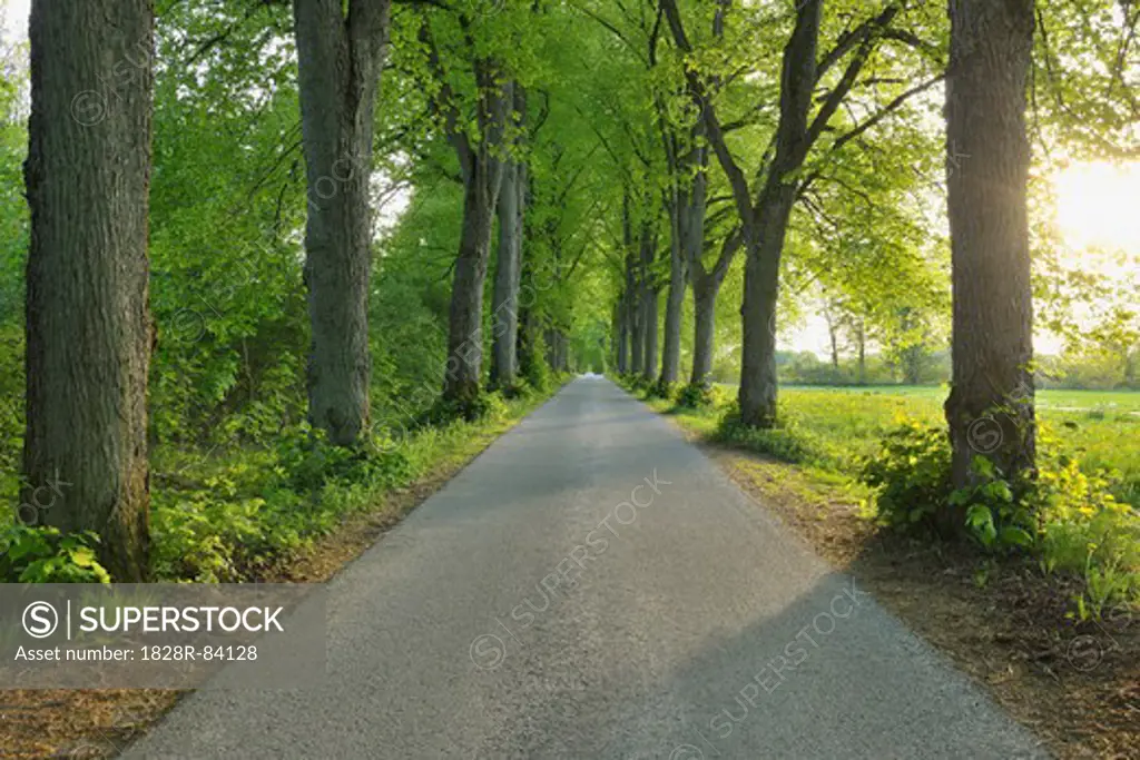 Lime Trees and Road, Gudenhagen, Brilon, Hochsauerland, North Rhine-Westphalia, Germany