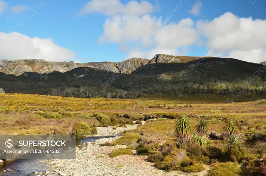 Scenic near Waldheim, Cradle Mountain-Lake St Clair National Park, UNESCO World Heritage Area, Tasmania, Australia
