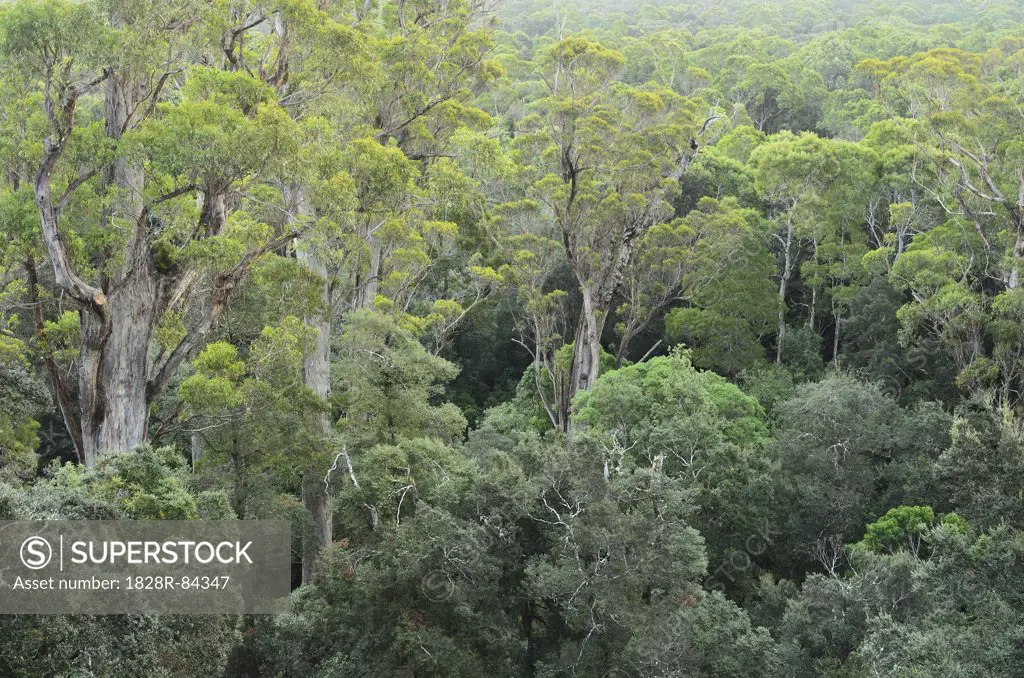 Temperate Rainforest, Tarkine, Arthur Pieman Conservation Area, Tasmania, Australia