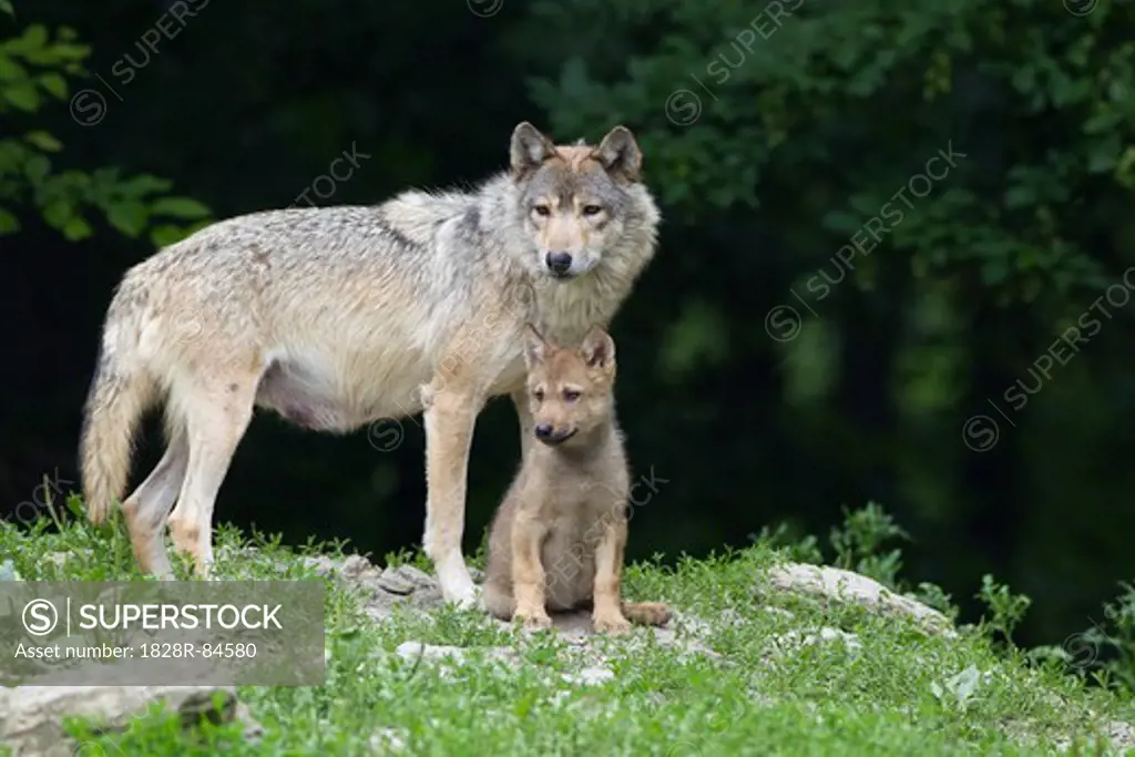 Timber Wolves in Game Reserve, Bavaria, Germany