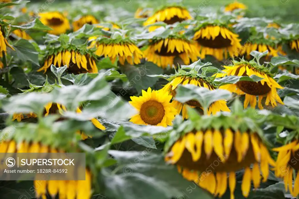 Sunflower Farm, Kauai, Hawaii, USA