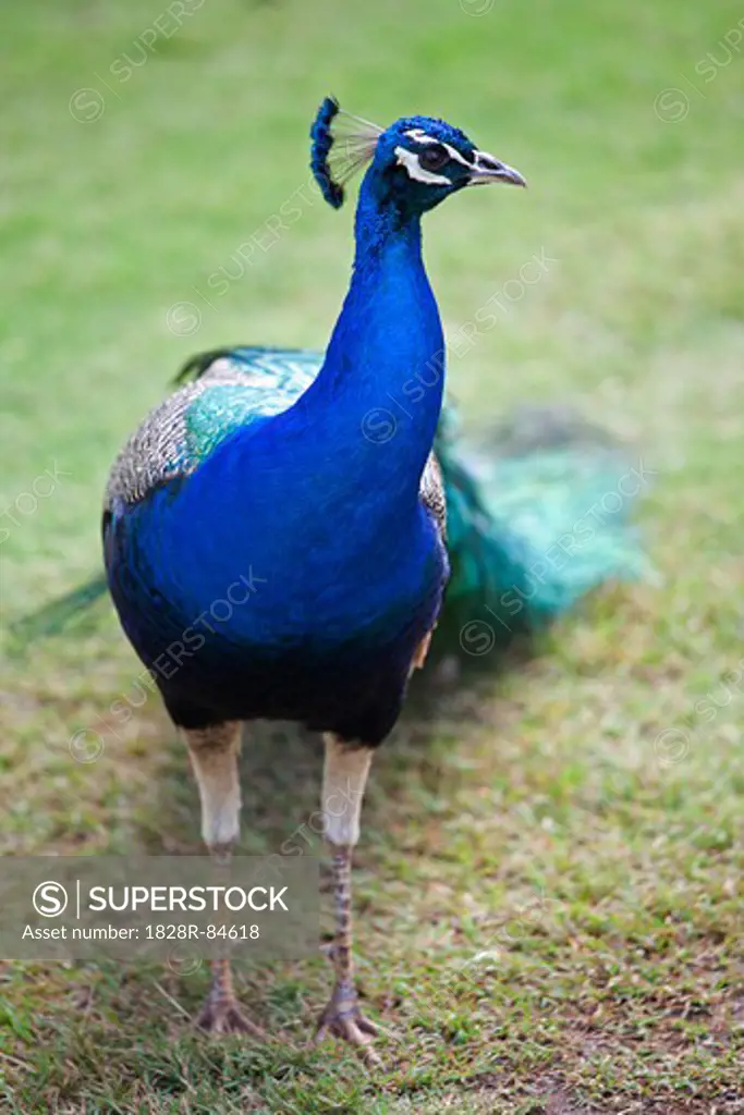 Peacock, Kauai, Hawaii, USA