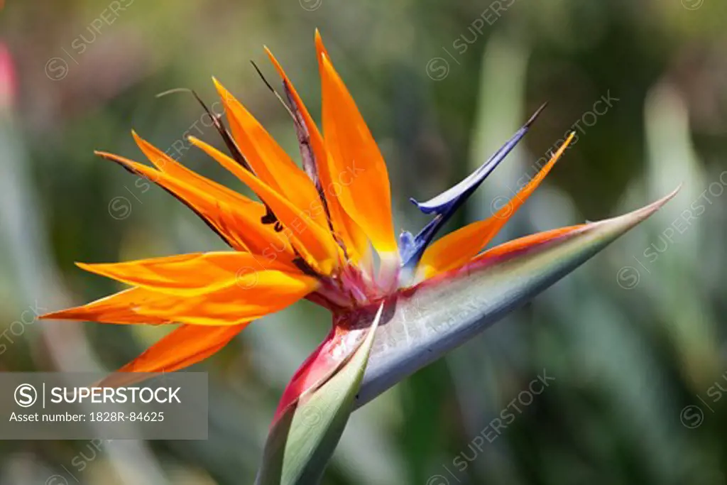 Bird of Paradise Flower, Kauai, Hawaii, USA
