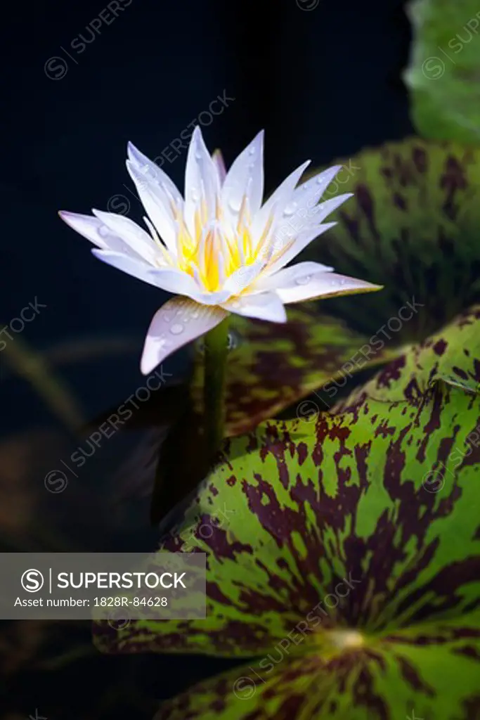 Water Lily, Kauai, Hawaii, USA