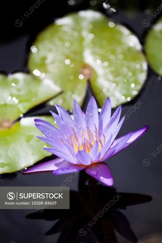 Water Lily, Kauai, Hawaii, USA
