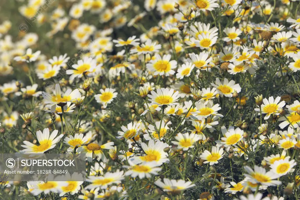 Garland Chrysanthemum, Crete, Greece