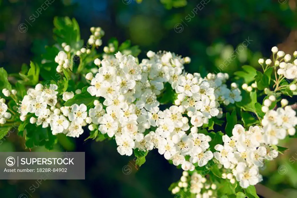Common Hawthorn Blossom, Cotswolds, Gloucestershire, England