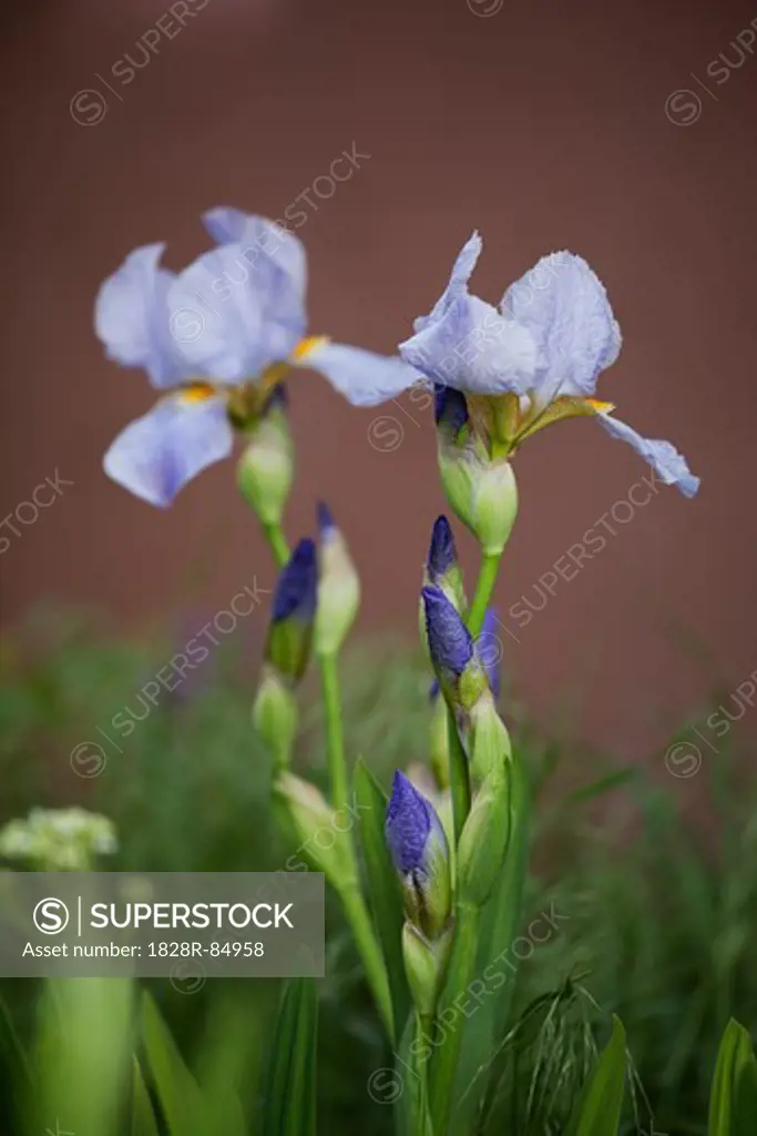 Iris, Taos, New Mexico, USA