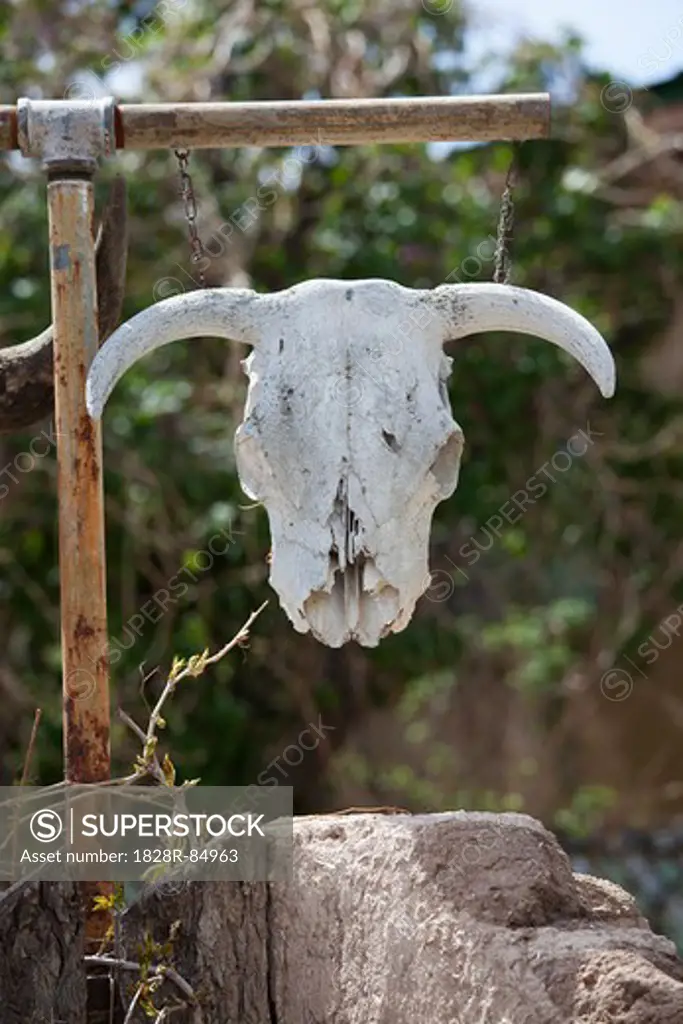 Skull, New Mexico, USA