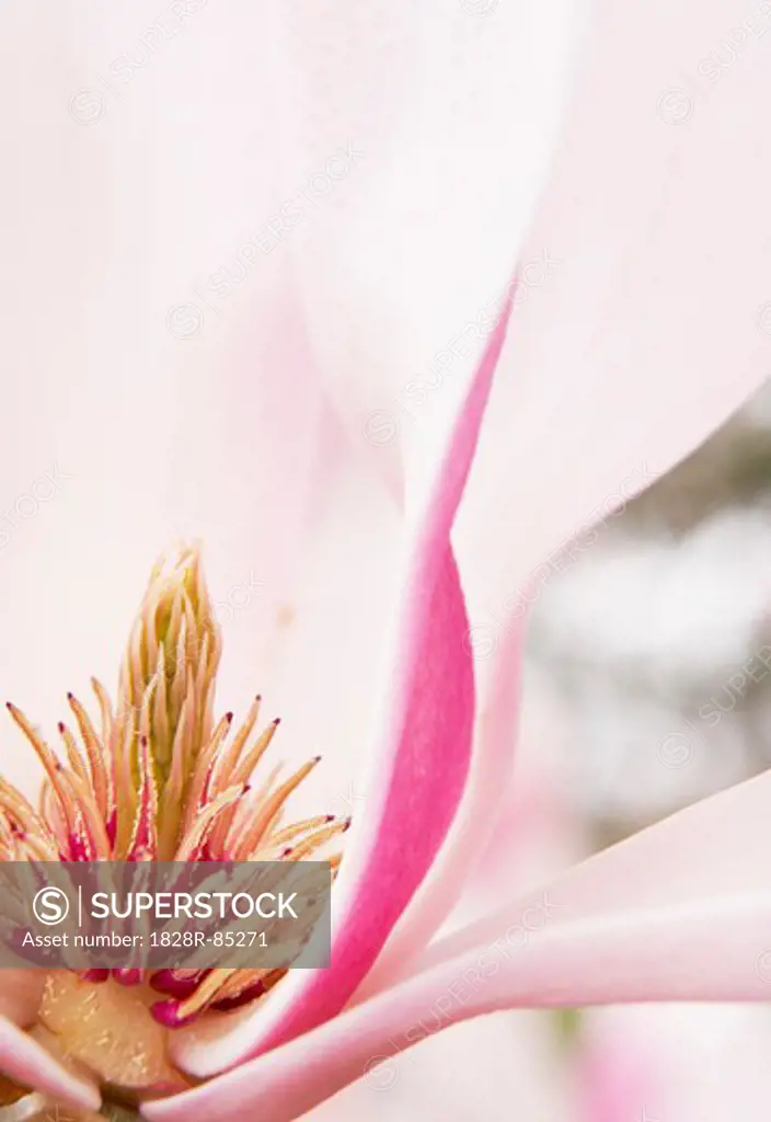 Close-up of Magnolia Blossom