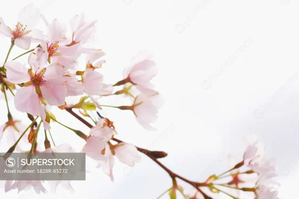 Close-up of Akebono Cherry Tree Blossom, Washington, D.C., USA
