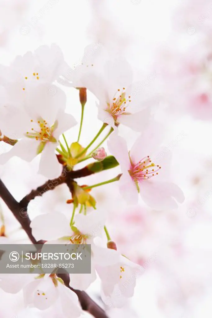 Close-up of Akebono Cherry Tree Blossom, Washington, D.C., USA