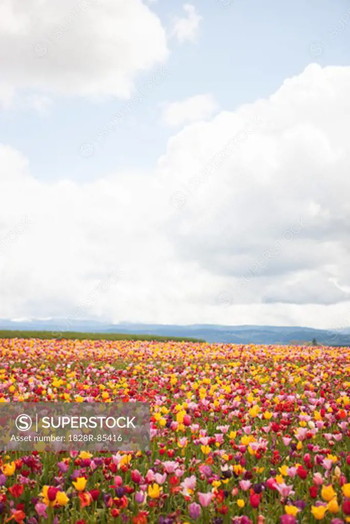 Tulip Farm, Woodburn, Marion County, Oregon, USA